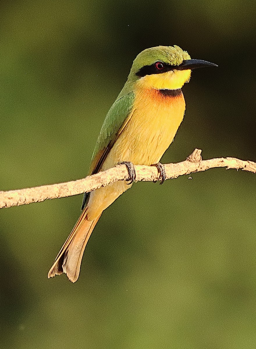Little Bee-eater - ML615088259
