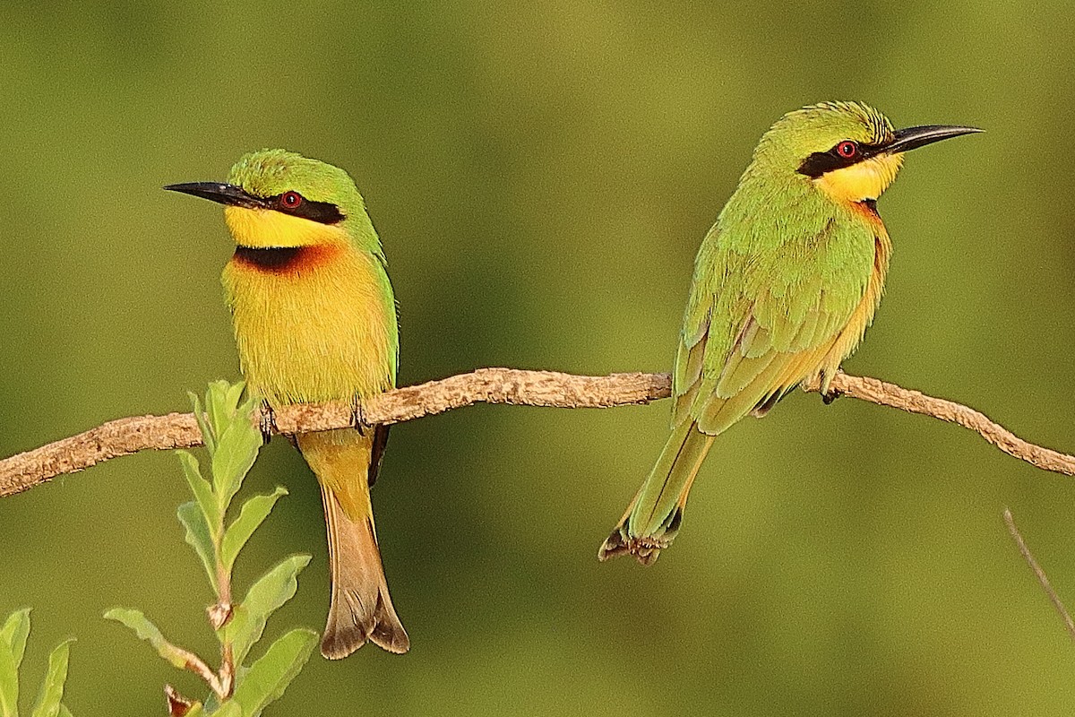 Little Bee-eater - ML615088260