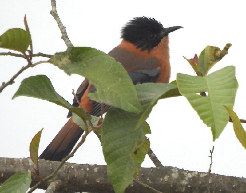 Rufous Sibia - ML615088265