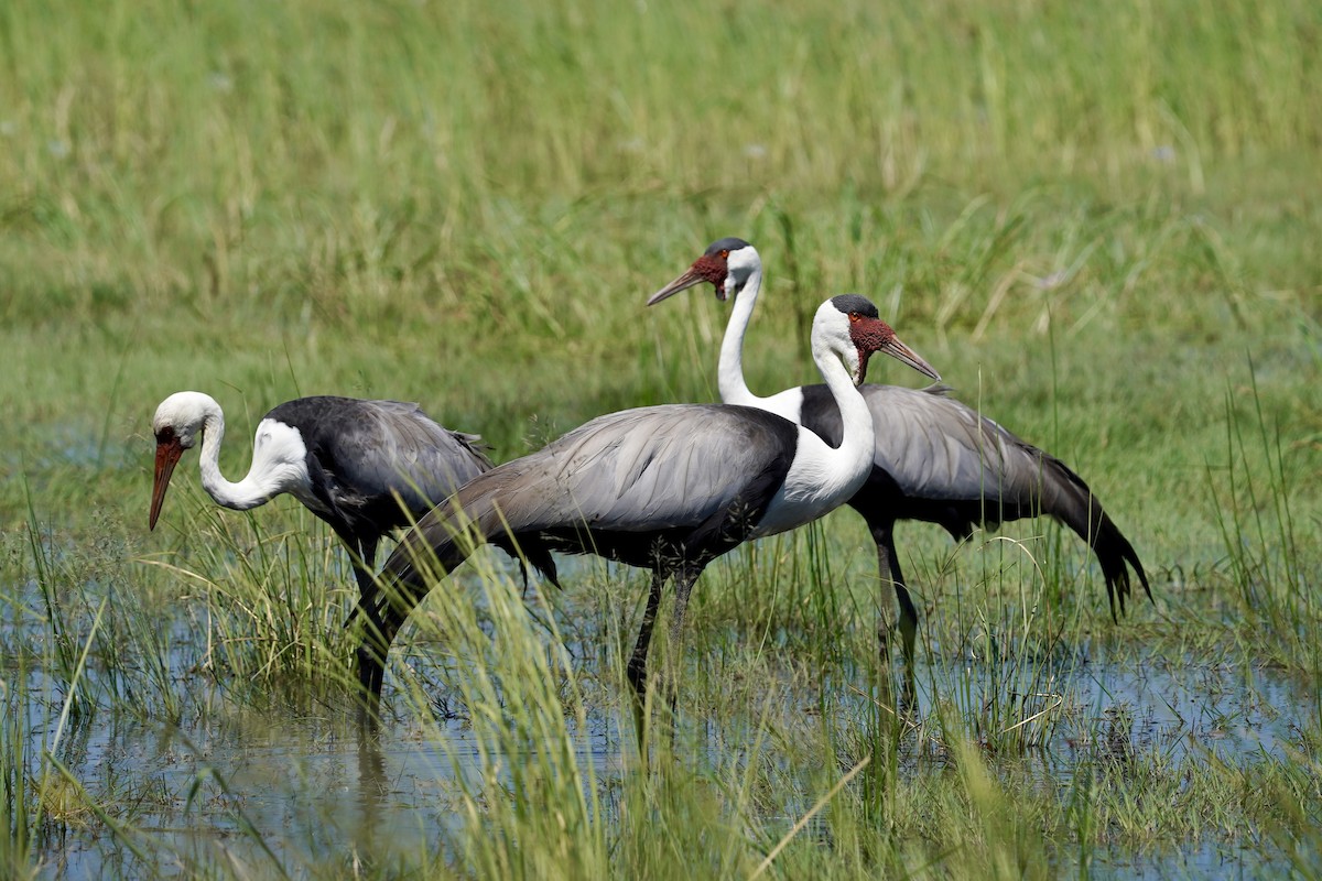 Wattled Crane - ML615088269