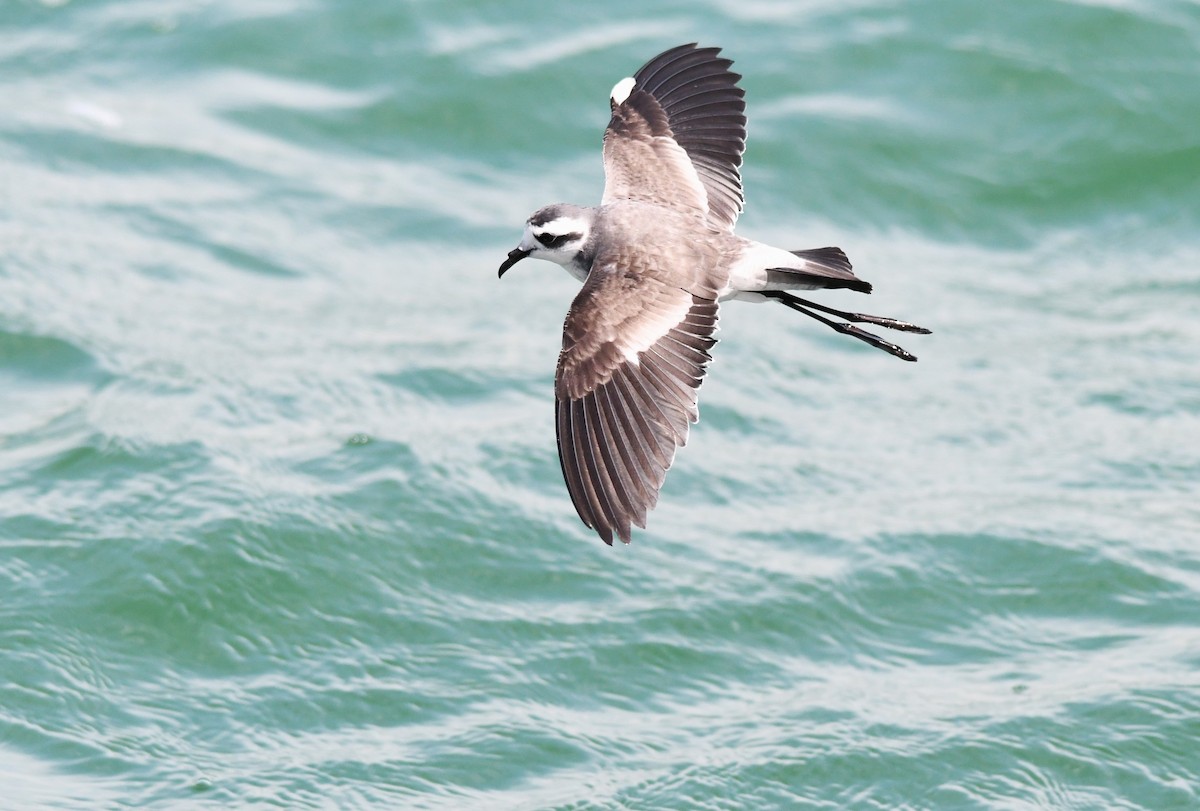 White-faced Storm-Petrel - Susan Kruss