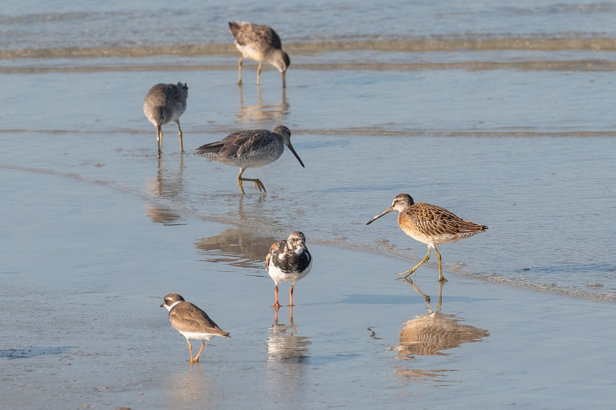 Short-billed Dowitcher (hendersoni) - Nicolas Moulin