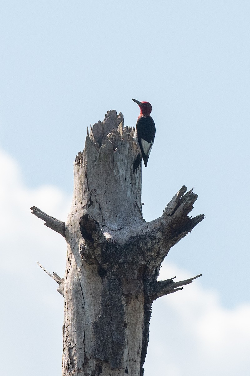 Red-headed Woodpecker - Nicolas Moulin