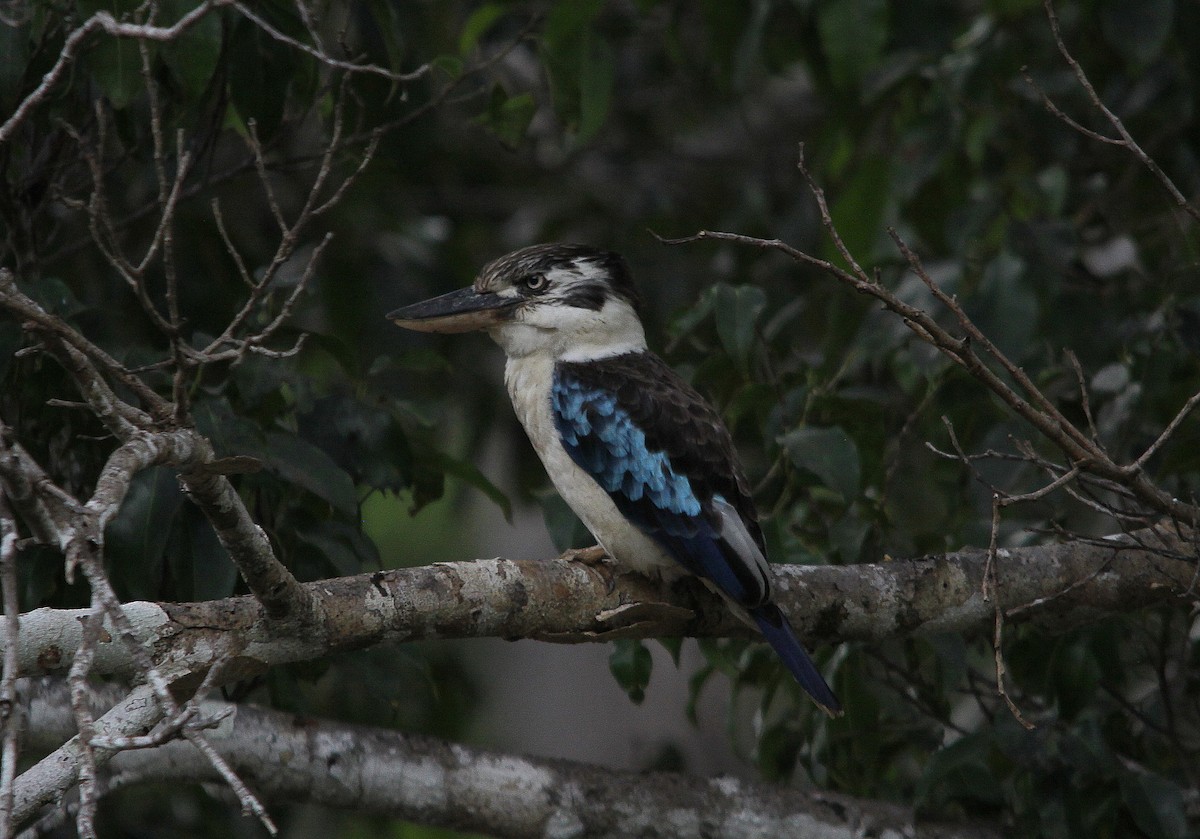 Blue-winged Kookaburra - ML615088348