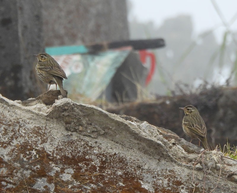 Pipit à dos olive - ML615088352