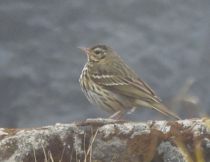 Pipit à dos olive - ML615088353