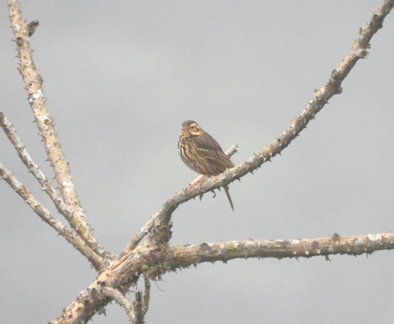 Olive-backed Pipit - ML615088355