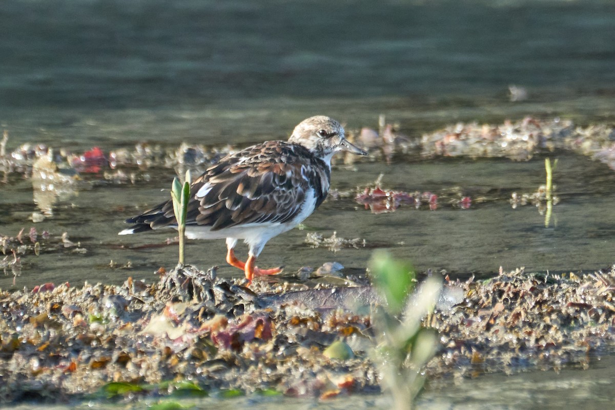 Ruddy Turnstone - ML615088384