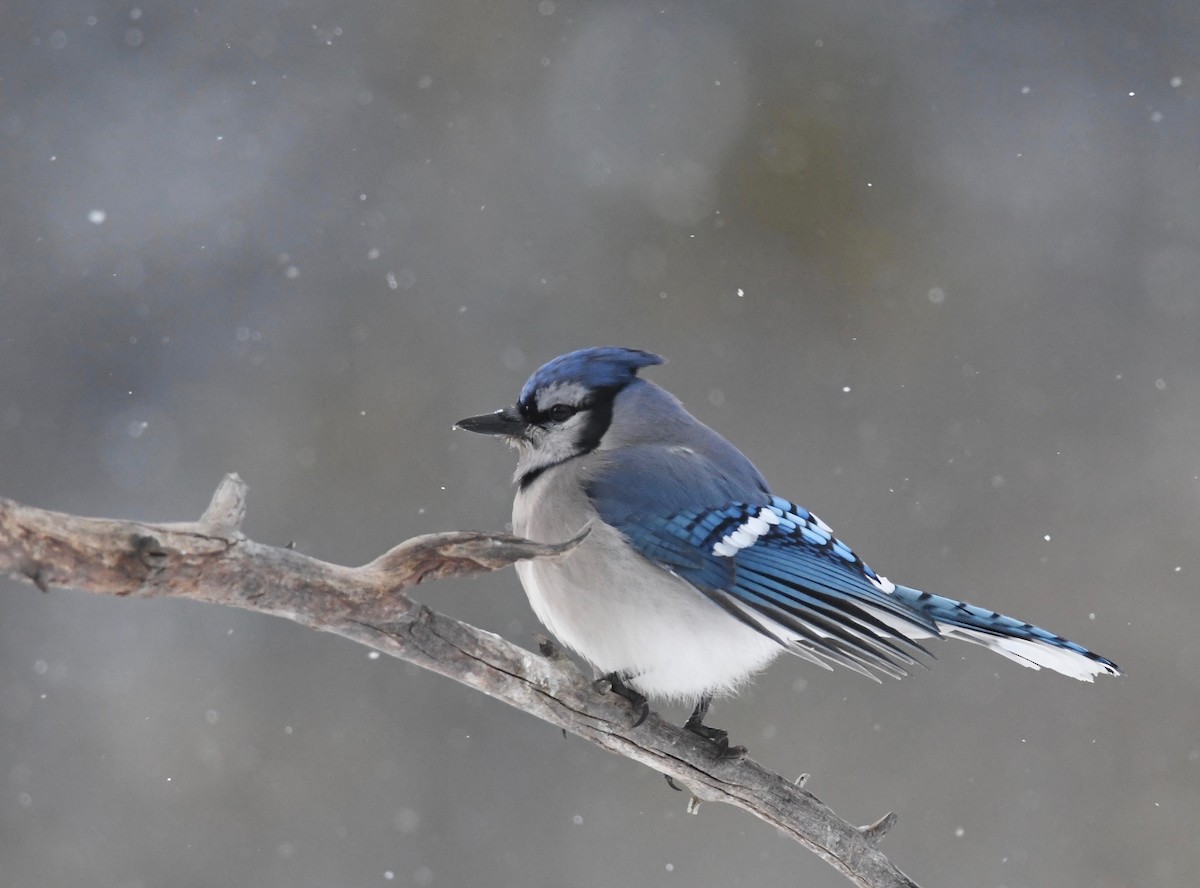 Blue Jay - ML615088394