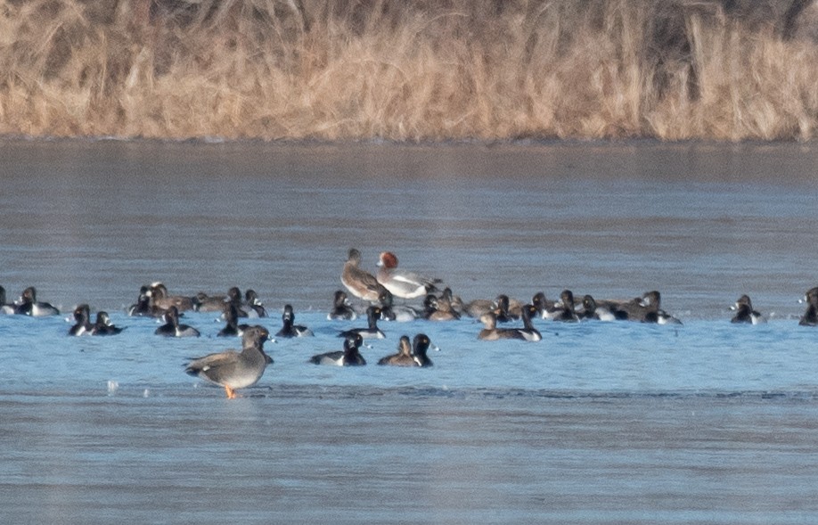 Eurasian Wigeon - ML615088440