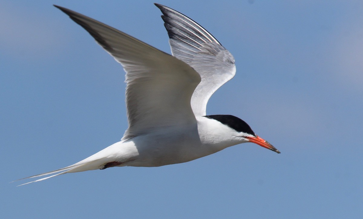 Common Tern - nukhet barlas