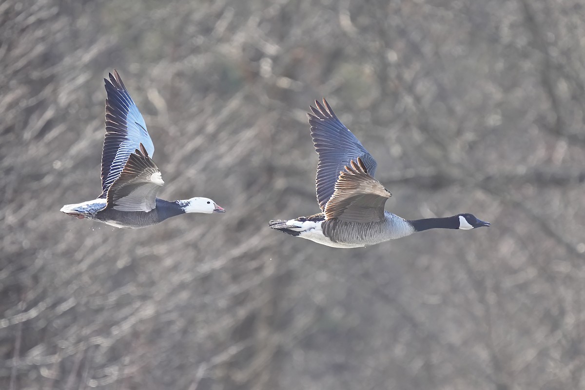 Snow Goose - ML615088510