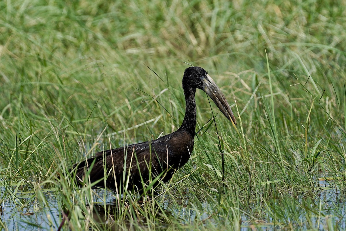 African Openbill - ML615088545