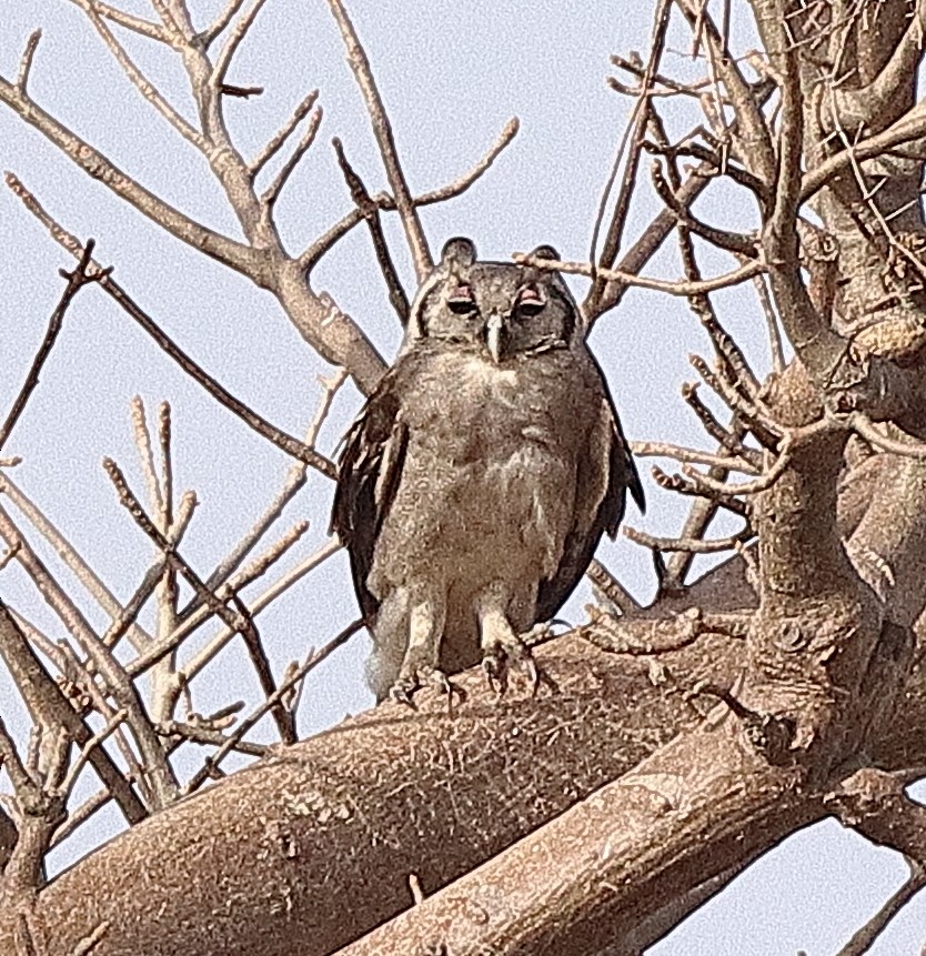 Verreaux's Eagle-Owl - ML615088597