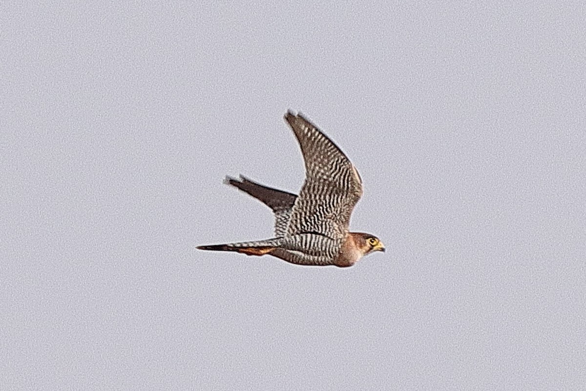 Red-necked Falcon - ML615088604