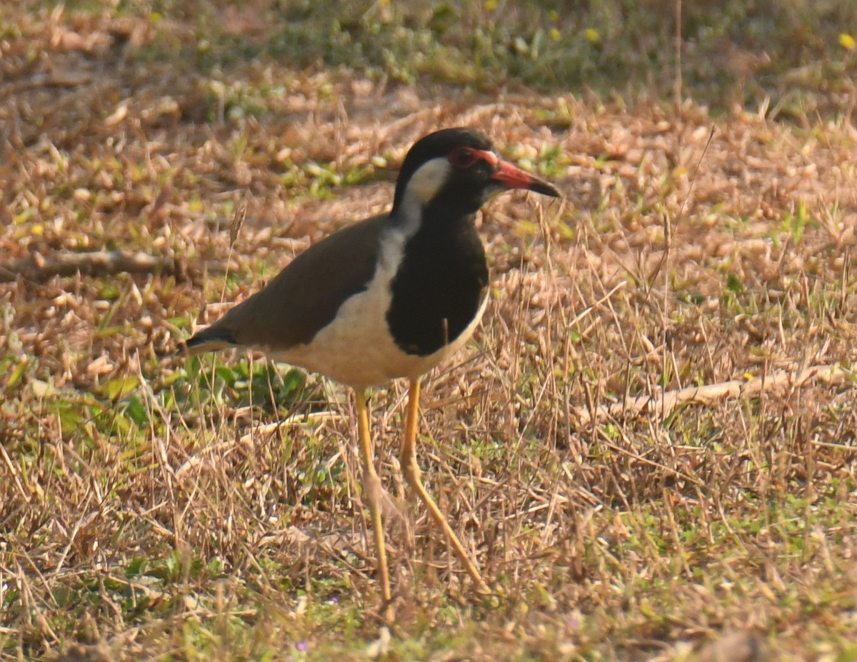 Red-wattled Lapwing - ML615088616