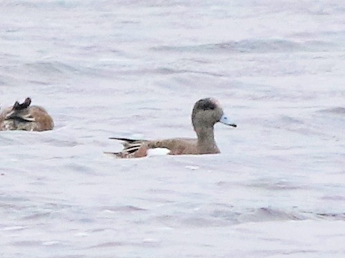 American Wigeon - David Cooper