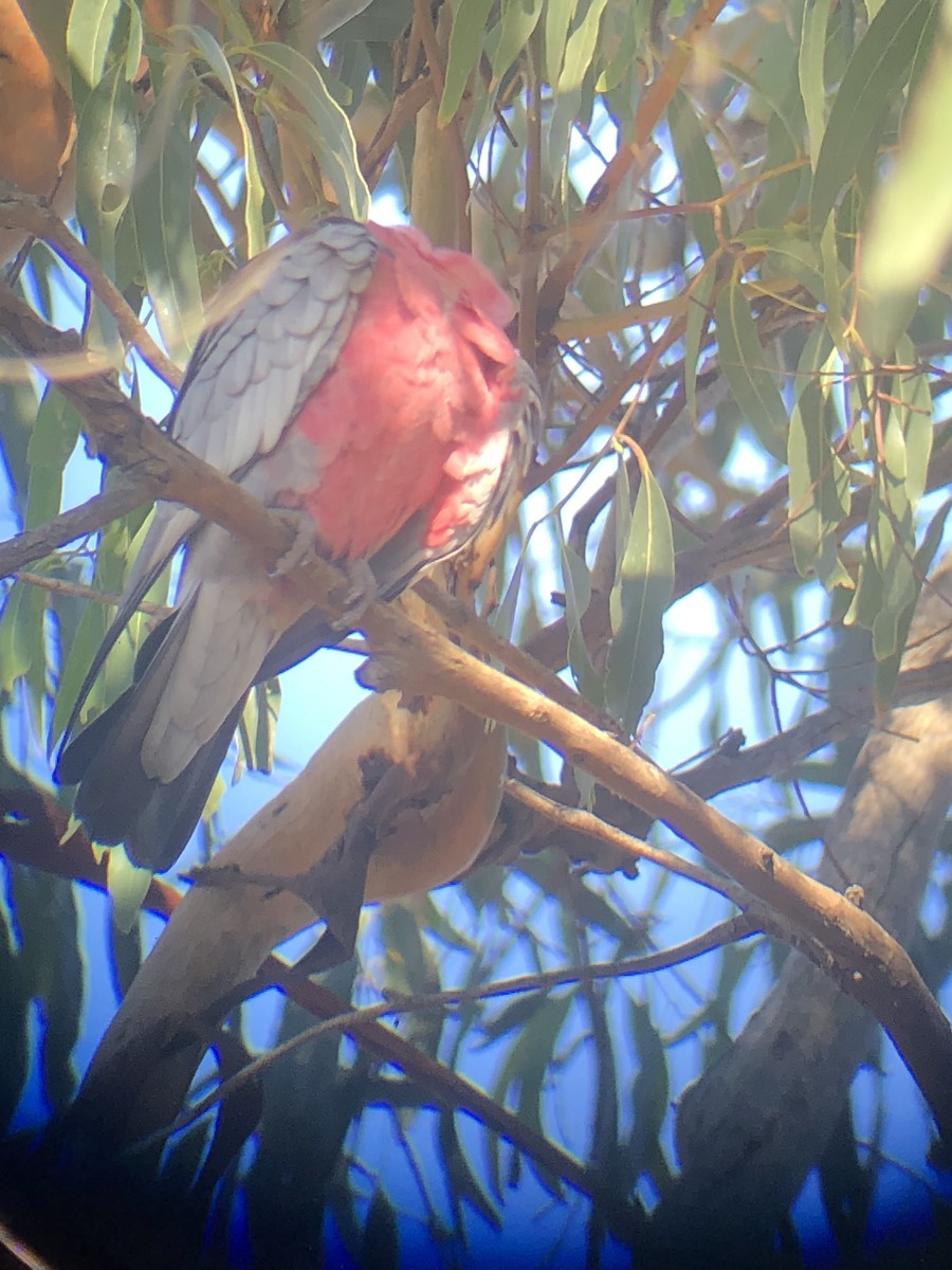 Cacatúa Galah - ML615088627