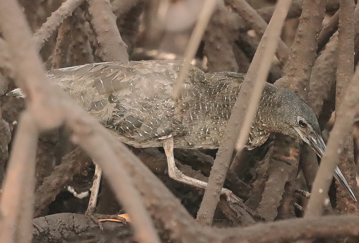 White-crested Tiger-Heron - ML615088643