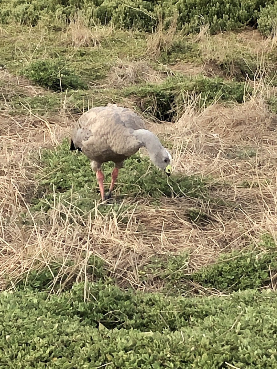 Cape Barren Goose - ML615088664