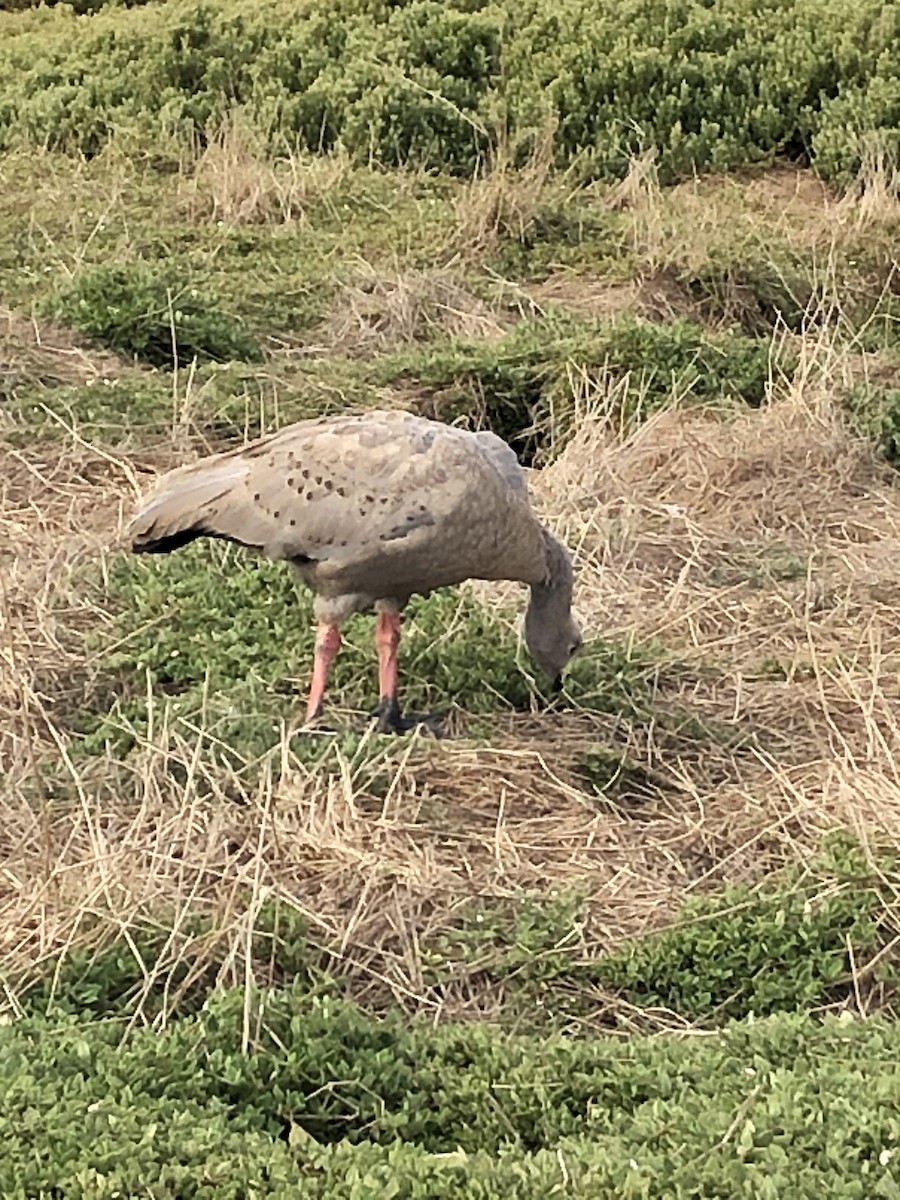 husa kuří - ML615088665