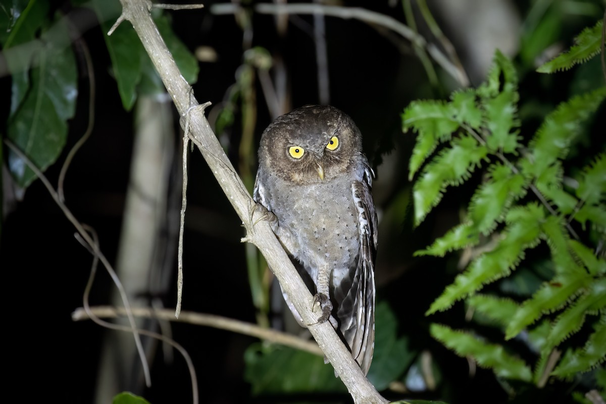 Andaman Scops-Owl - Kalpesh Krishna