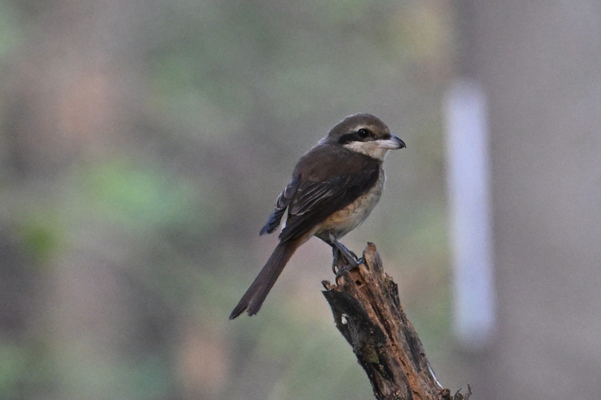 Pie-grièche brune - ML615088701