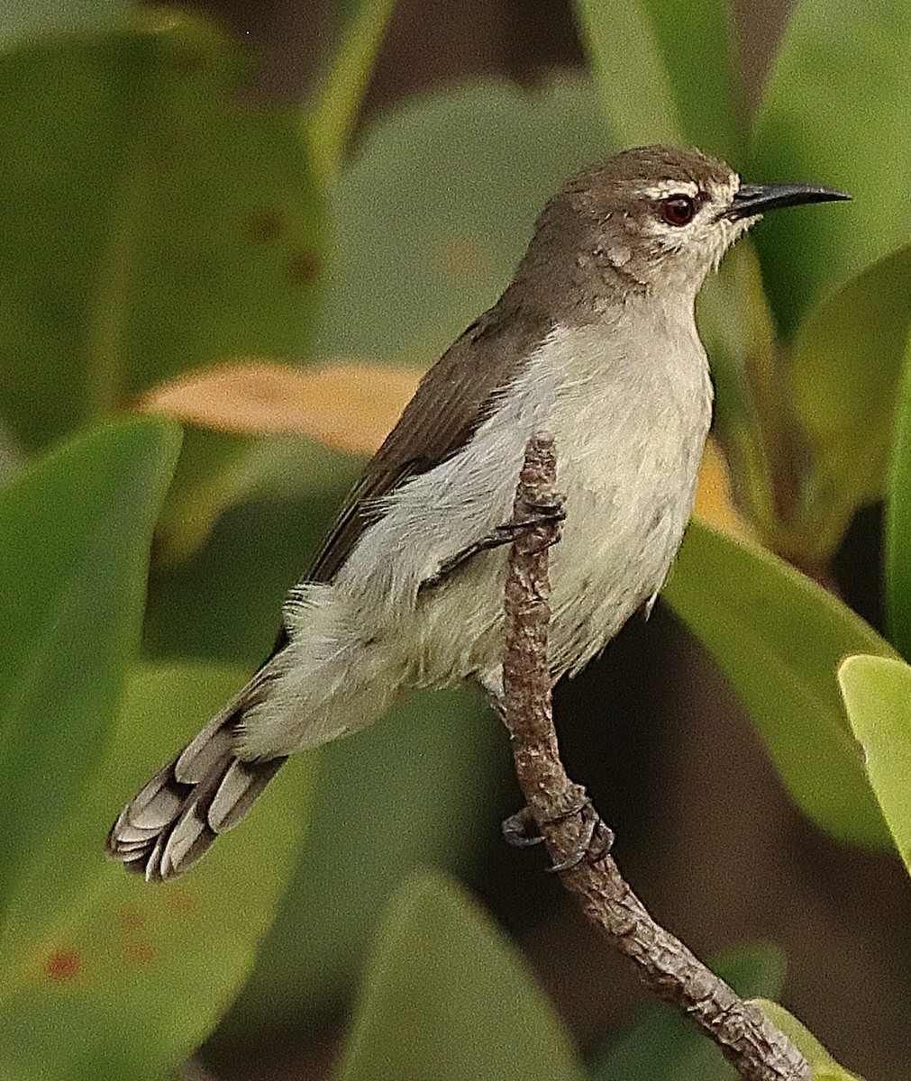 Mouse-brown Sunbird - ML615088702