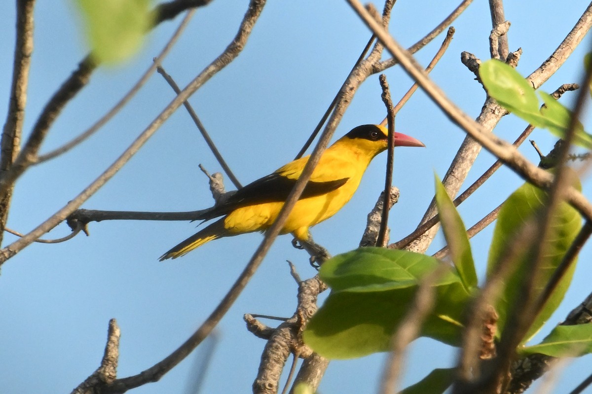 Black-naped Oriole - ML615088713