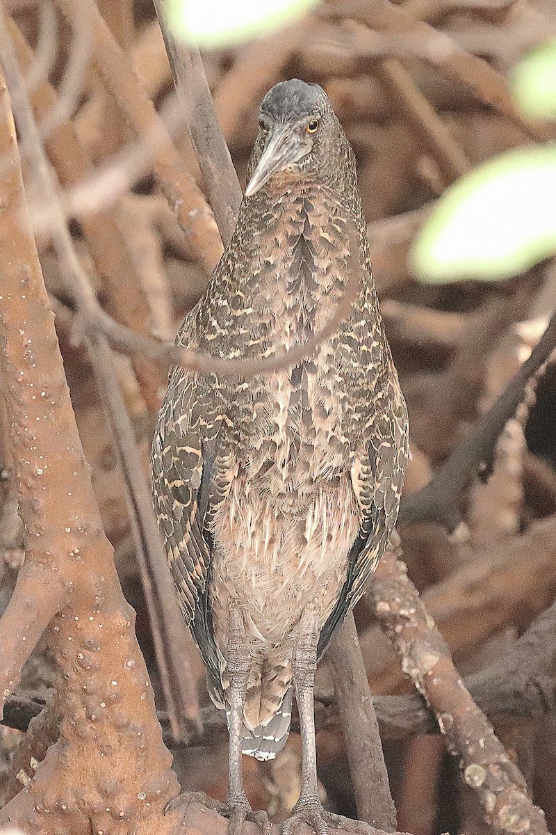 White-crested Tiger-Heron - ML615088726