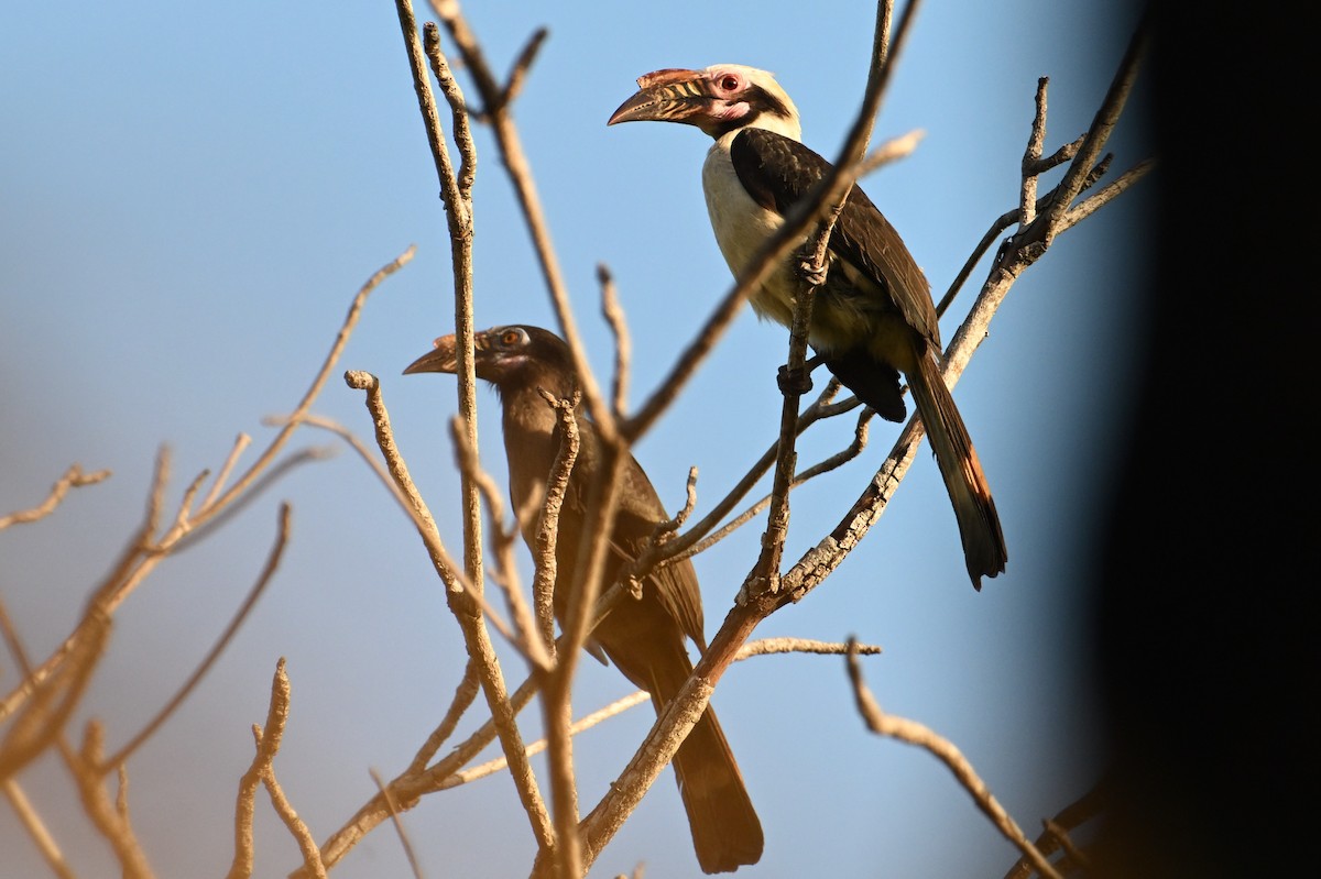 Luzon Hornbill - ML615088737