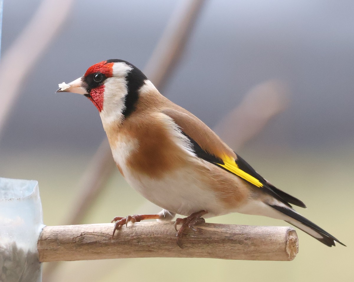 European Goldfinch - ML615088762