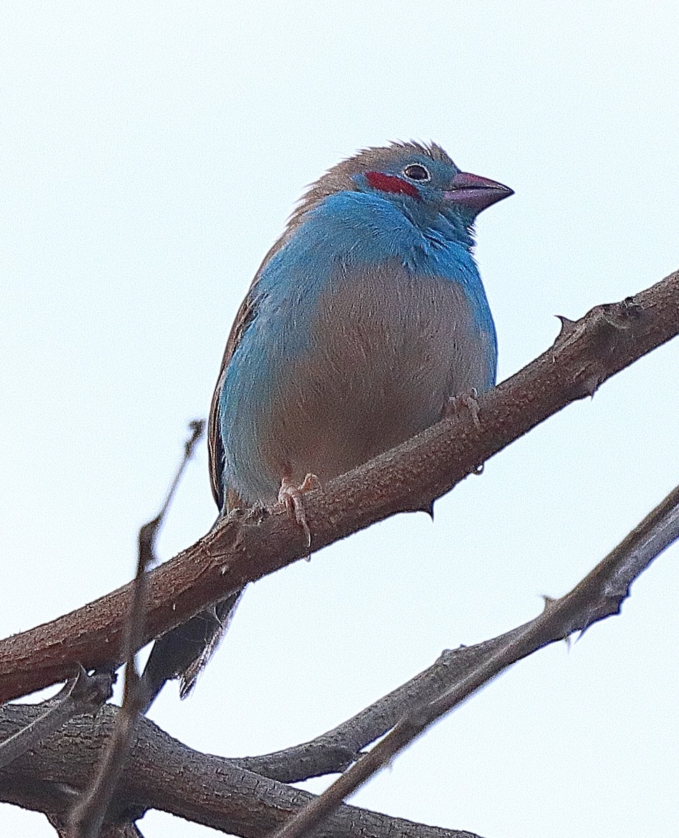 Cordonbleu à joues rouges - ML615088784