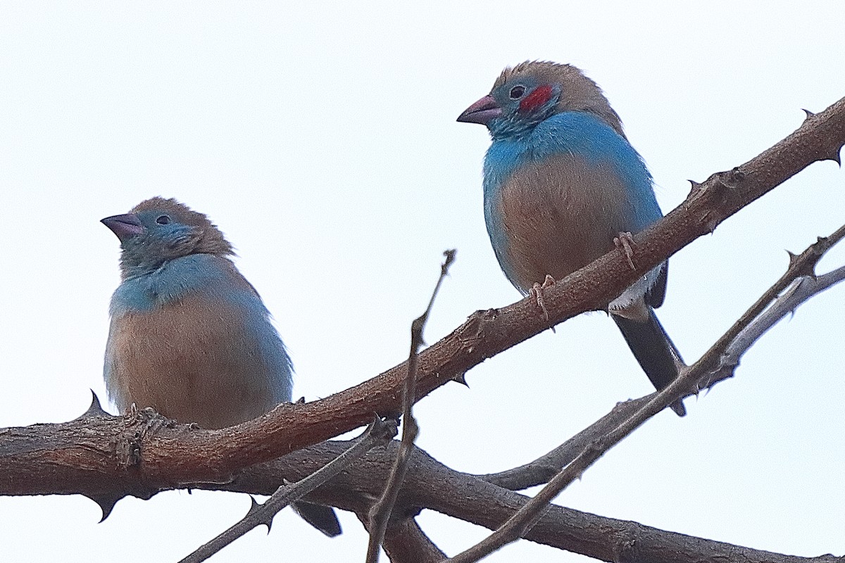 Red-cheeked Cordonbleu - ML615088785