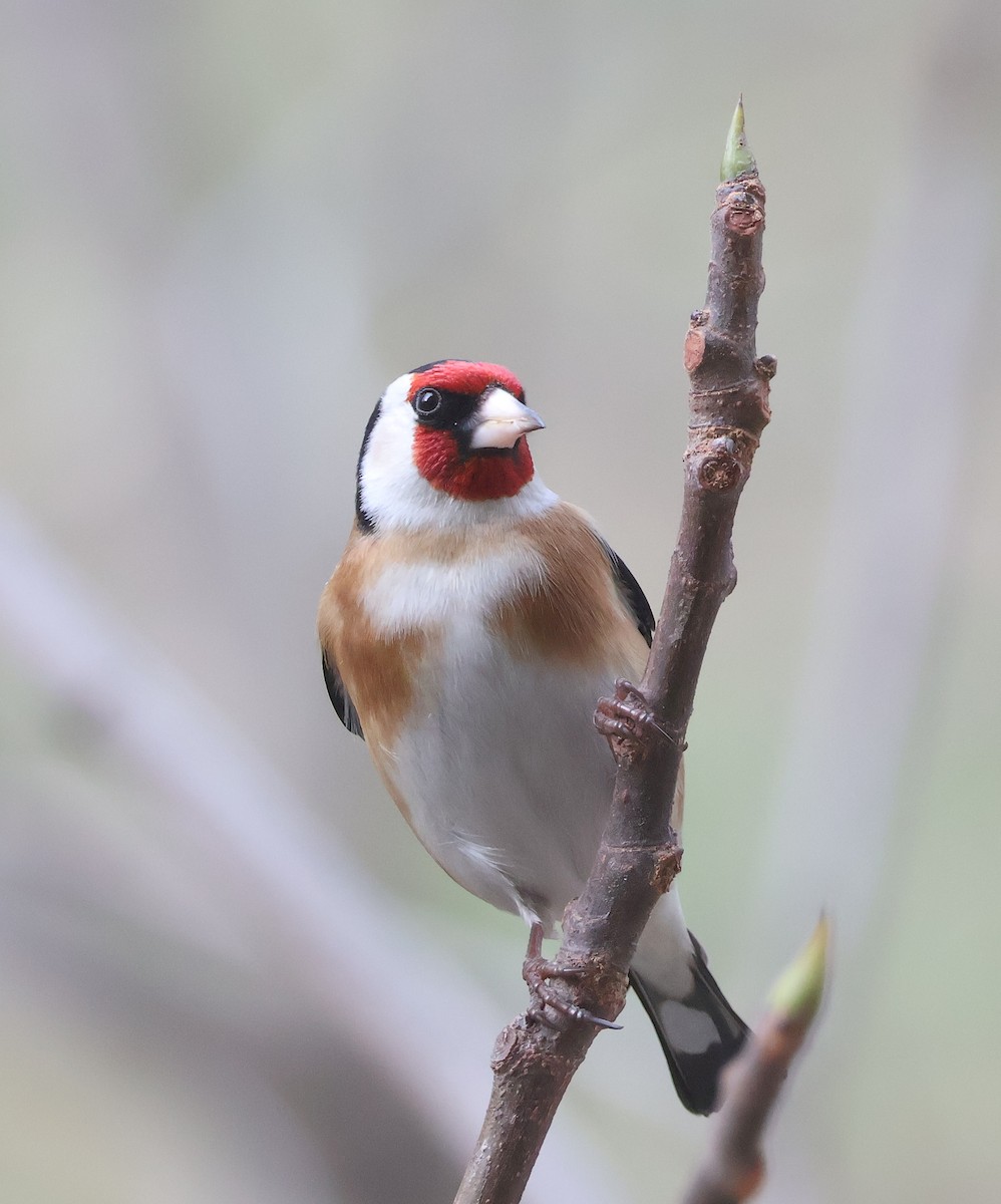 European Goldfinch - ML615088798