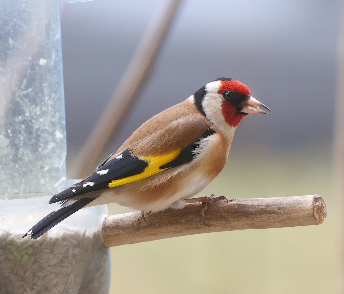 European Goldfinch - ML615088806