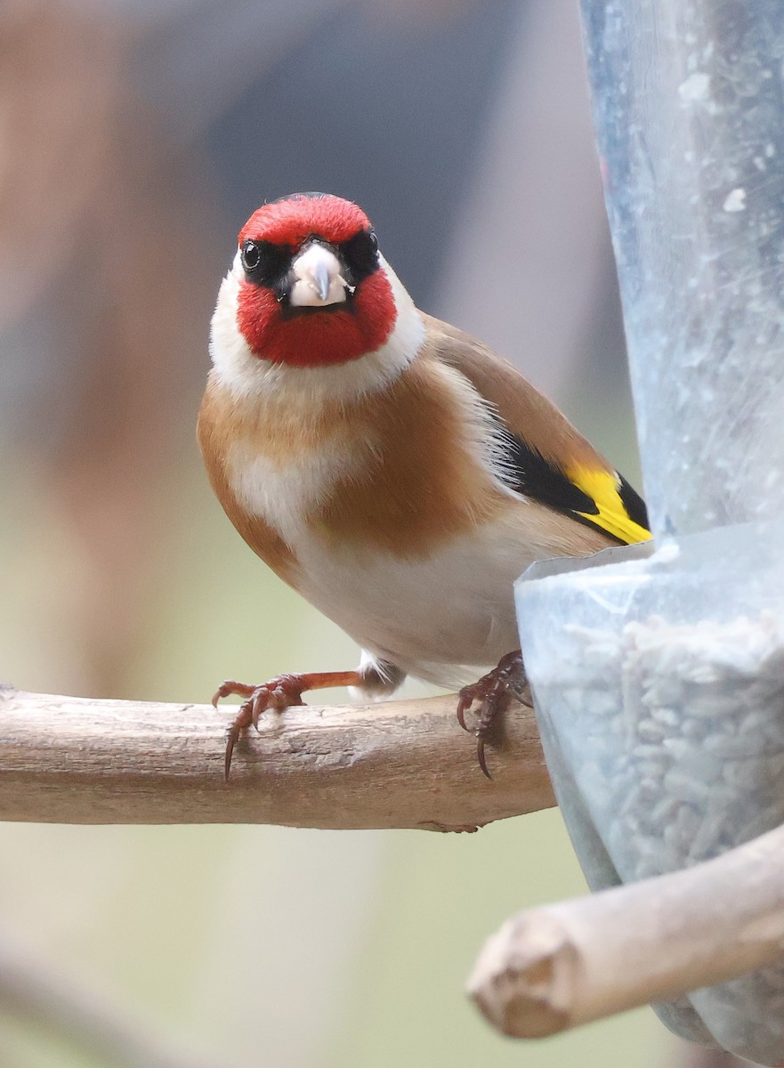 European Goldfinch - ML615088810