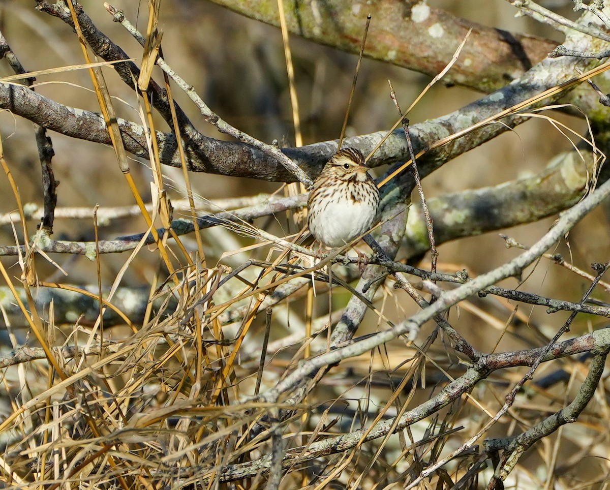 Savannah Sparrow - ML615088811