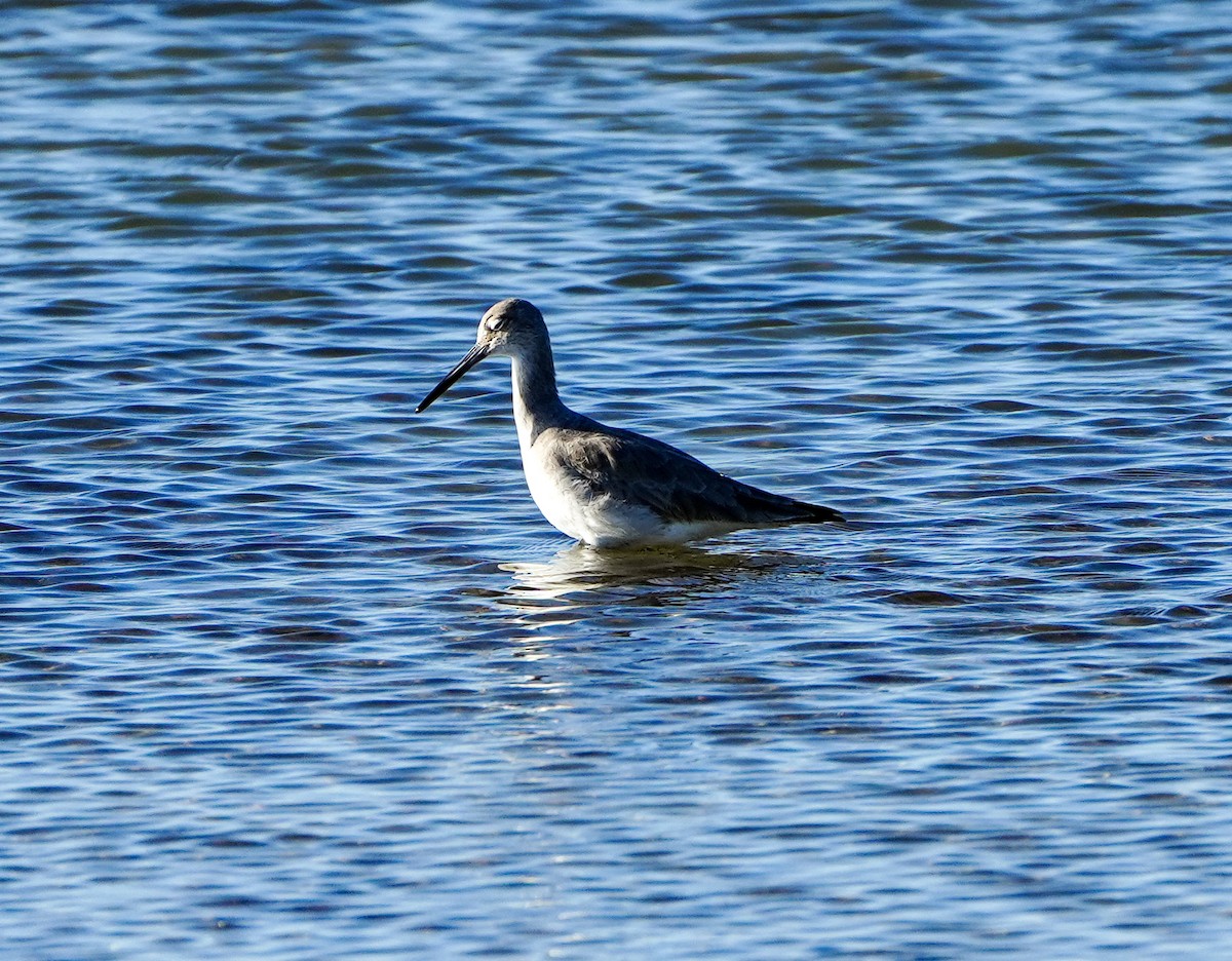 Willet - ML615088816