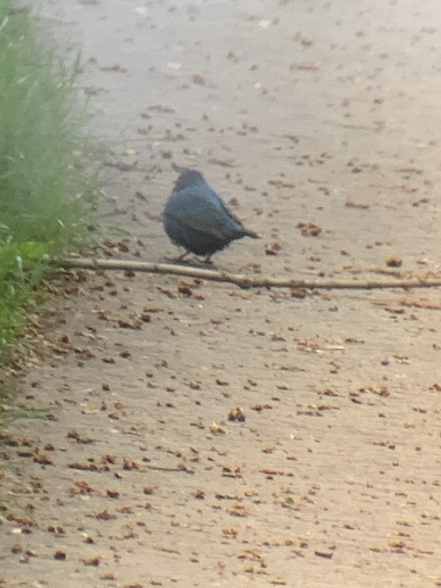 Indigo Bunting - ML615088852