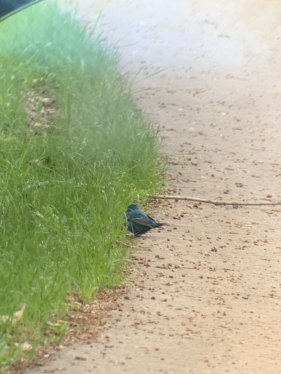 papežík indigový - ML615088853