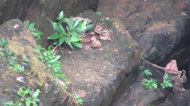 Халзан гал сүүлт - ML615088857