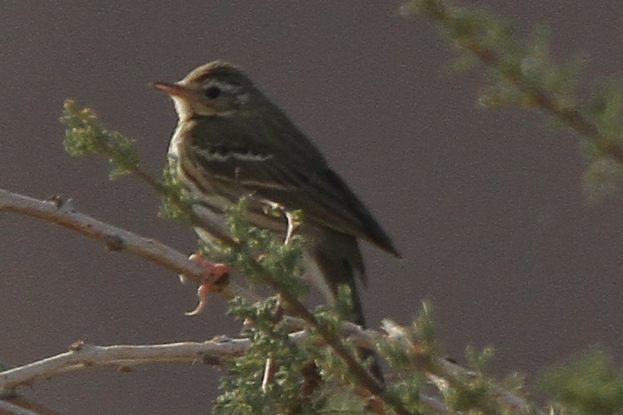 Olive-backed Pipit - ML615088968