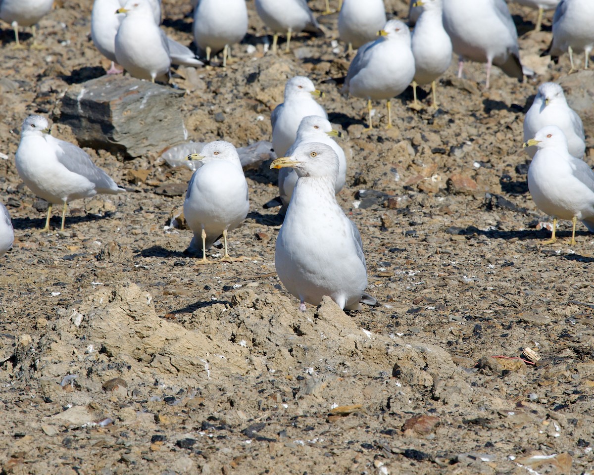 Herring Gull - ML615089014