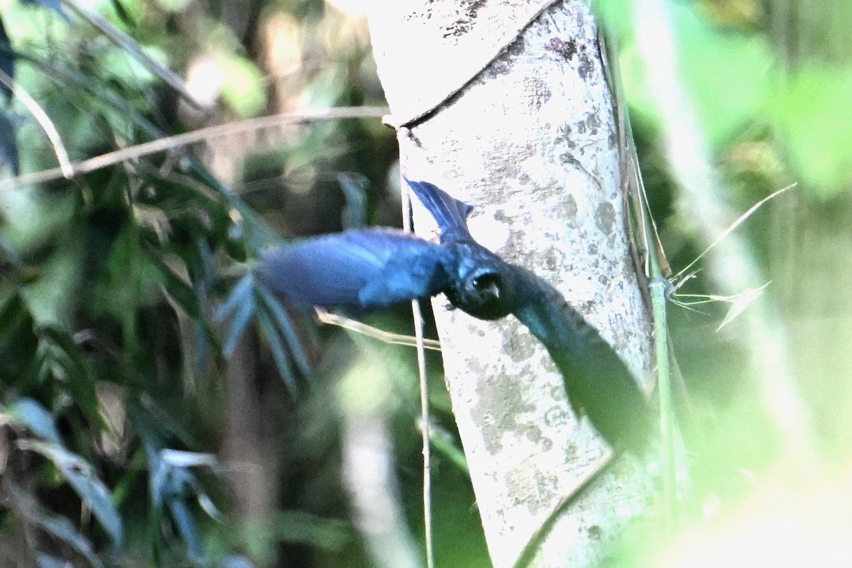 Drongo Balicassio - ML615089094