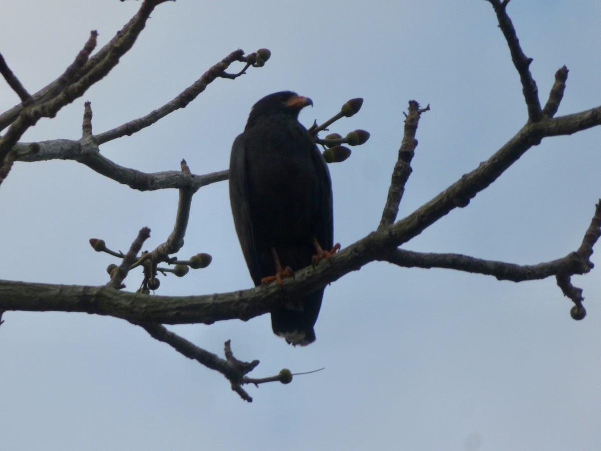 Common Black Hawk - Christine Cote