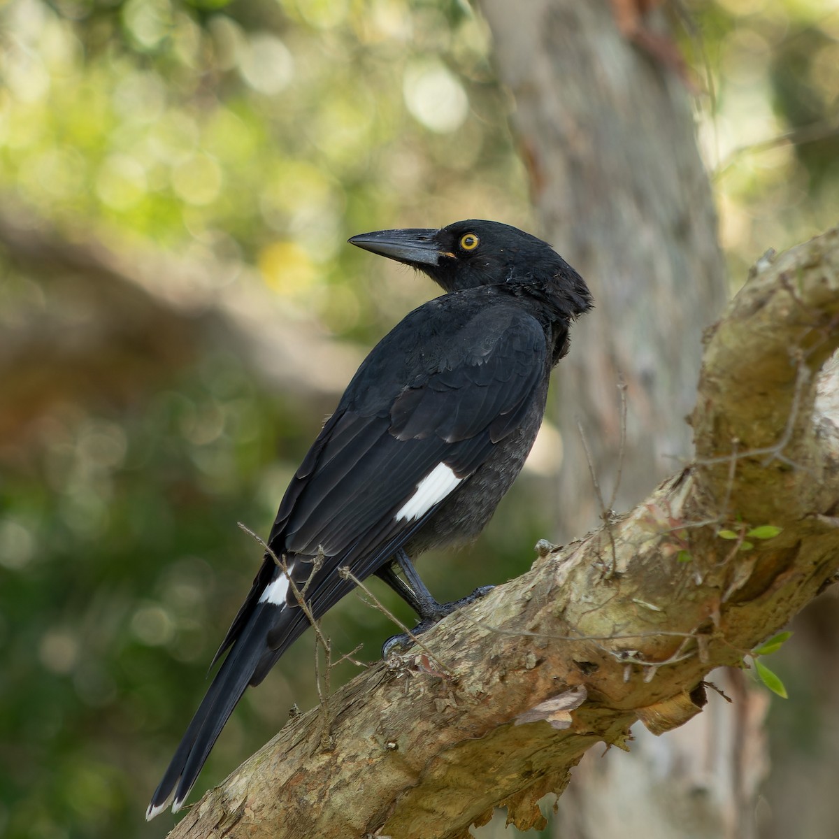 Pied Currawong - ML615089187