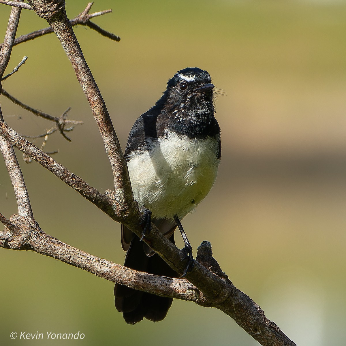 Willie-wagtail - ML615089193