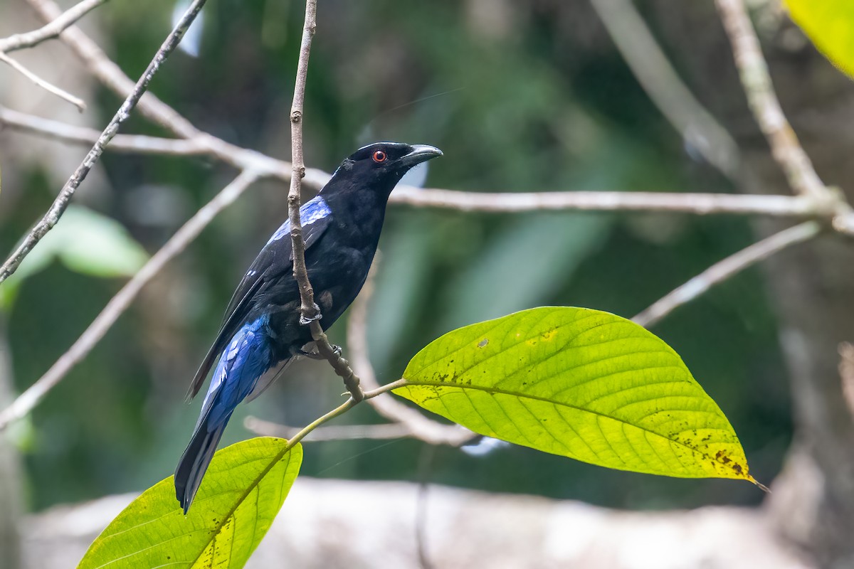 Asian Fairy-bluebird - ML615089195