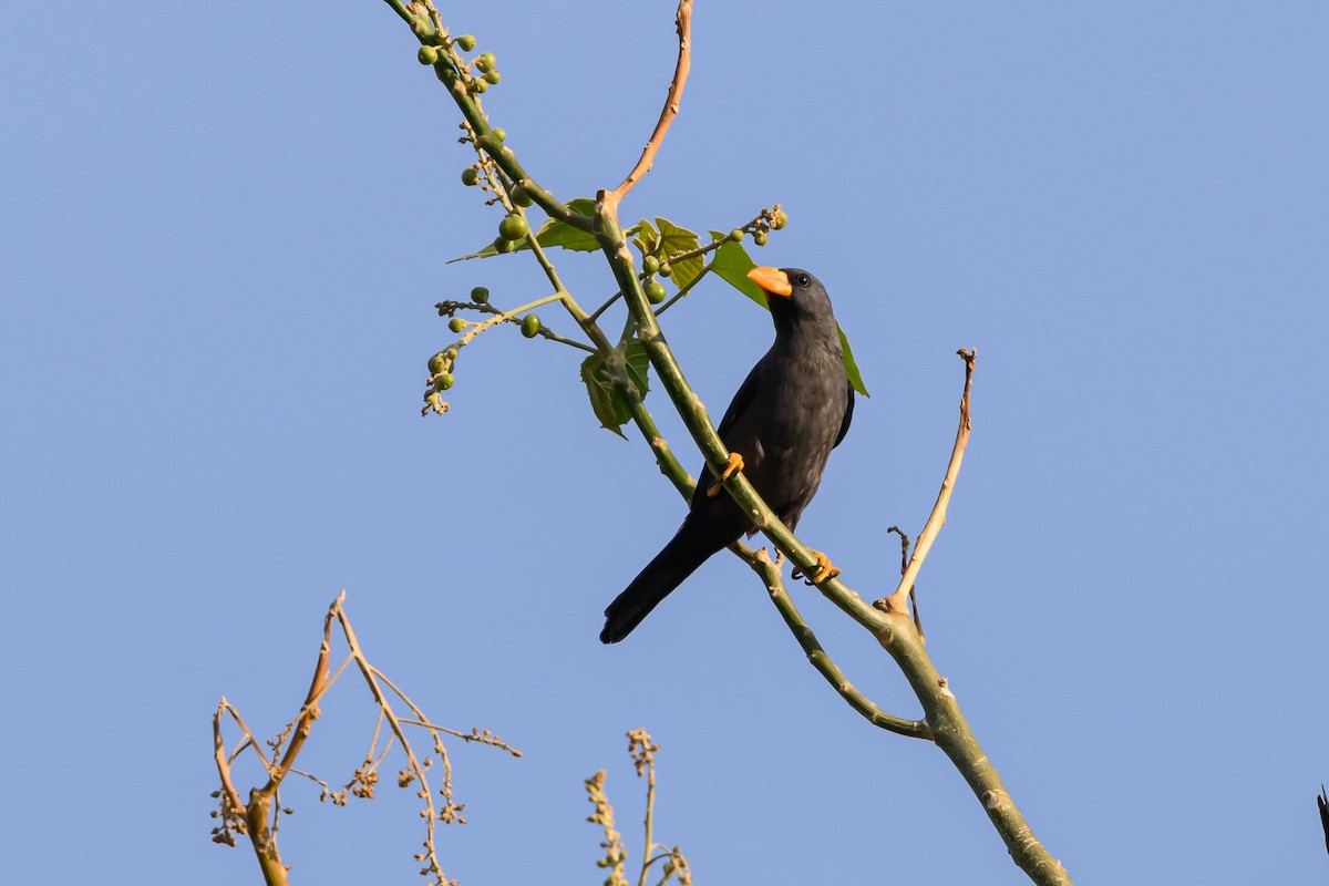 Finch-billed Myna - ML615089253